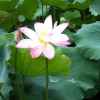 Nancy Cheung