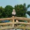 Dina
