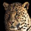 Tiger Tigerbig