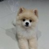 pom
