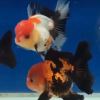 🤡招財魚🐟