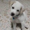 มังกร ทอง
