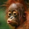 Irwan Syah