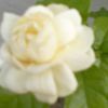 Edellwys Flowers
