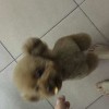 波射馬