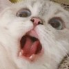 ThomasJD 