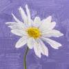 Zalddow Yook