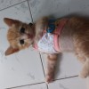 Puipui Puipui