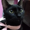 shintarose