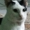 ara