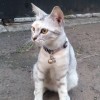 Aris Onadio Alfahridzie
