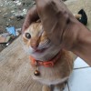hari
