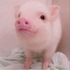 一只仓鼠