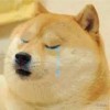 sad doge
