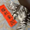 Fat Cat