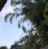 Dyna Purwanti
