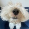 MochiMochi