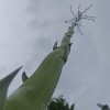 Jay Intharat
