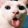 นอล