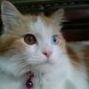 Miracle Teteh