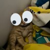 George【 ELTY】{頂尖}™