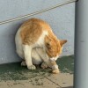 Prohaba cat