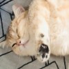 Yayacutiepie