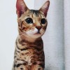 pipi