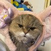 Li Kat