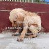 雪儿🐾笹杰