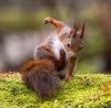 King Squirell