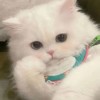 小霖BABY