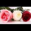 Z@hr@ K@mili@