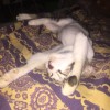 Adeseptianaryadwipa