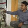 Kholis Sugianto