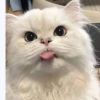 Whutthichai Panmanee
