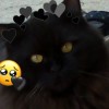Cat Rexha