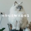 亚比小新囧囧囧