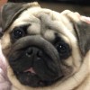 zoe