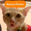 มินิแครอท ลูกหลานแซลมอน