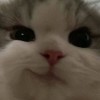 n_neam