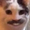 LD