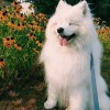 vito