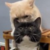 jaa
