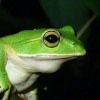 nadyacelina
