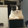 ボウイ・チャン