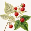 raspberries