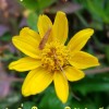 NoinaE