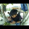Anva N