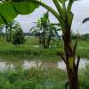 Sman Yama